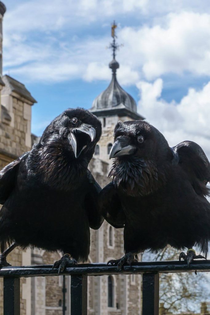 Jubilee and Munin Ravens - Tower of London