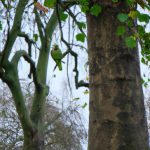 Parakeets in Hyde Park