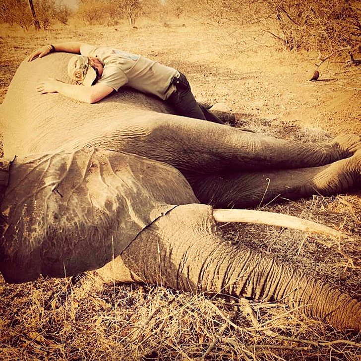 Prince Harry's Love for Elephants