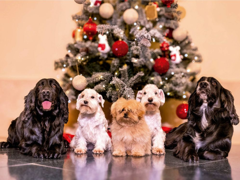 The new Christmas photo of the Spanish royal family is here Queen Sofia and King Juan Carlos's dogs